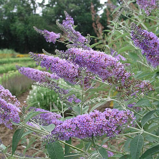 "A Garden’s First Year: Embracing the Baltic’s Seasons"