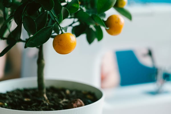Citrus Trees Overwintering in Your Home