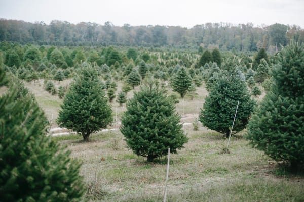 Live Trees for Christmas Make Great Landscape Trees