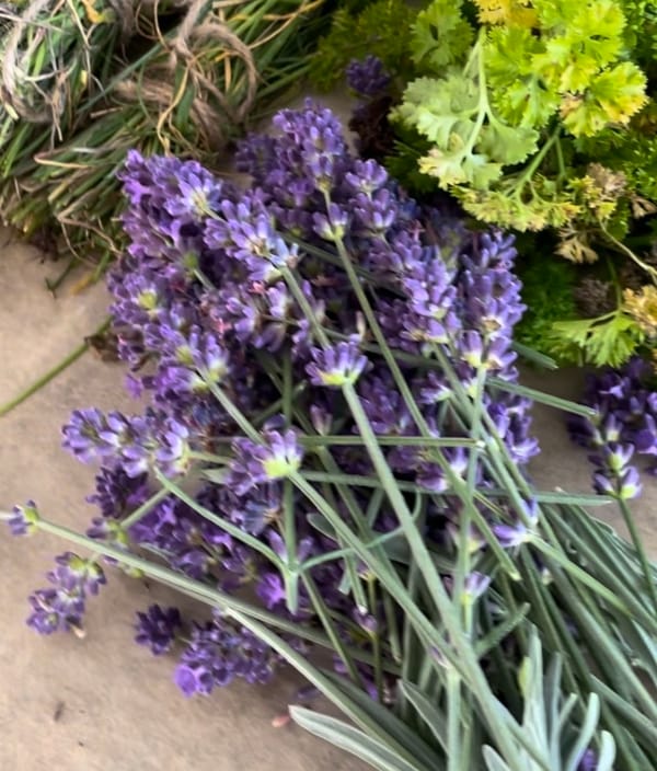 Essential Things to Know About Lavender